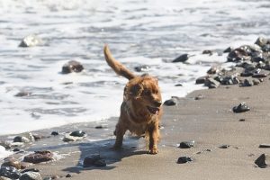 Ein Urlaub im Ferienhaus am Strand ist auch für Hunde ein Urlaubsparadies. 