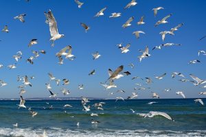 möwen über der ostsee bei blauem himmel